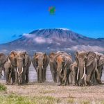 Amboseli National Park