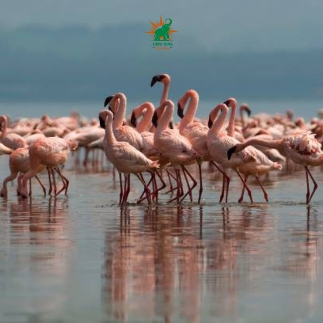 Lake Nakuru National Park