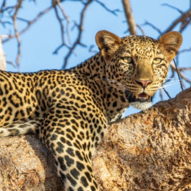 Tsavo West National Park