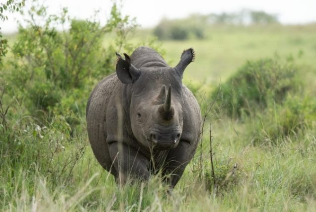 Kenya Safari & Coast Escape