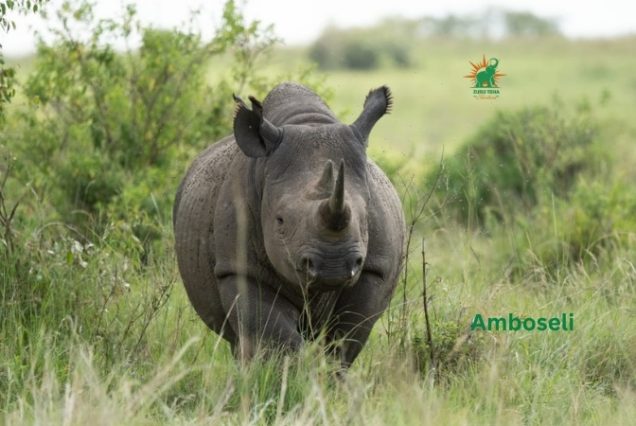 Rhino in Amboseli Kenya