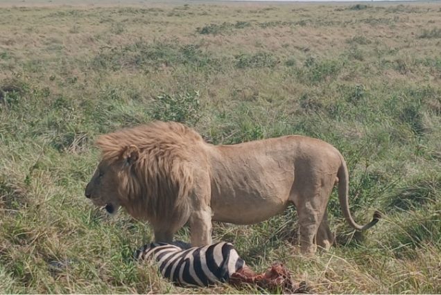 Lion eating a zebra