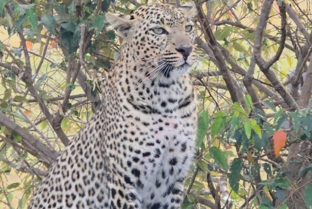 Leopard in Amboseli
