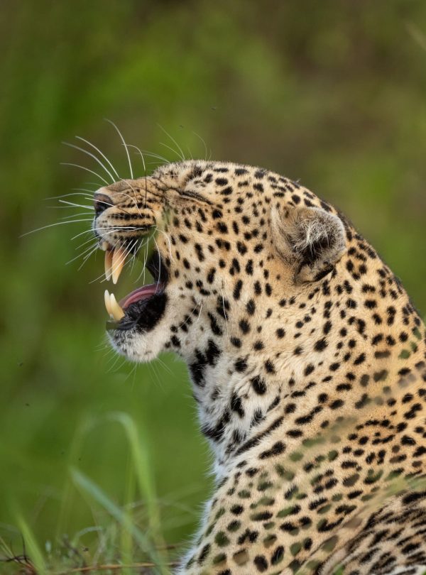 Image of a leopard in Serengeti