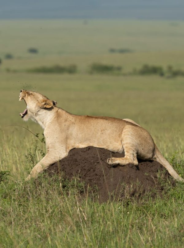 Lioness in Serengeti Tanzania