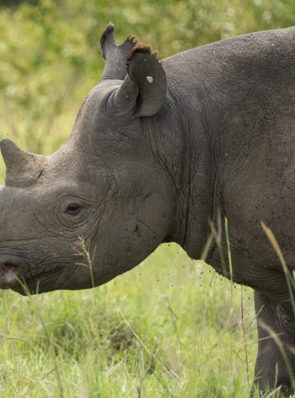 Rhino in Maasai Mara Kenya