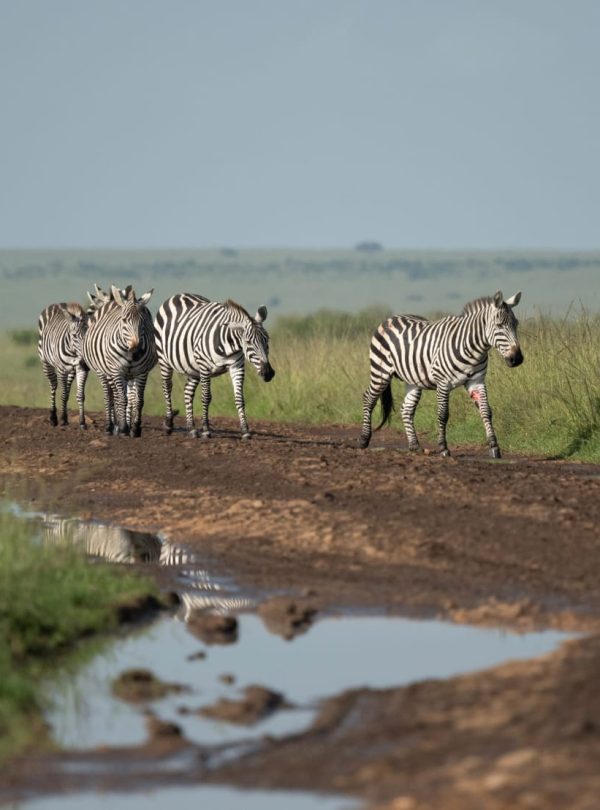 Zebras in Maasai Mara Kenya
