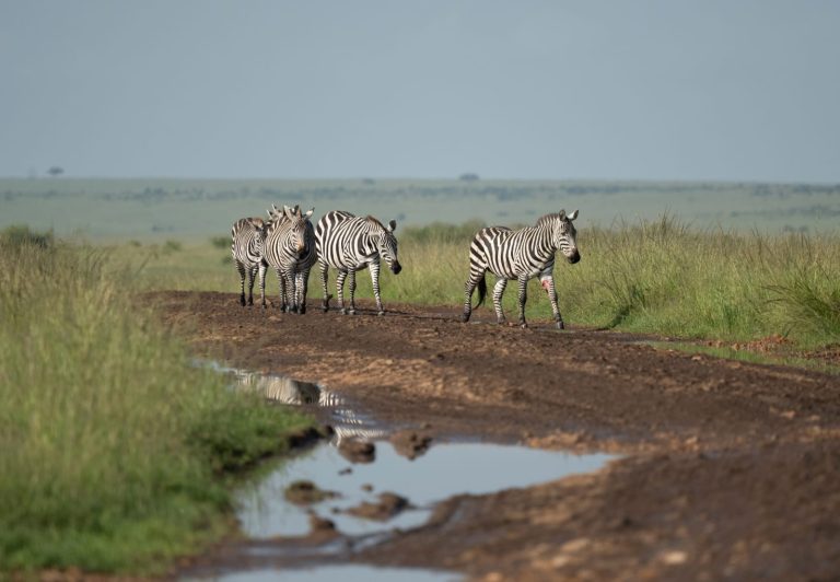 Zebras in Maasai Mara Kenya