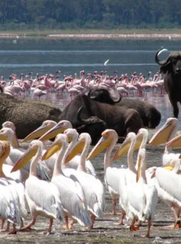 Image of Lake Nakuru