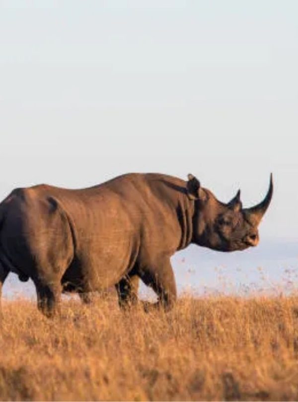rhino in ol pajeta conservancy