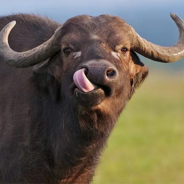 Image of a Buffalo
