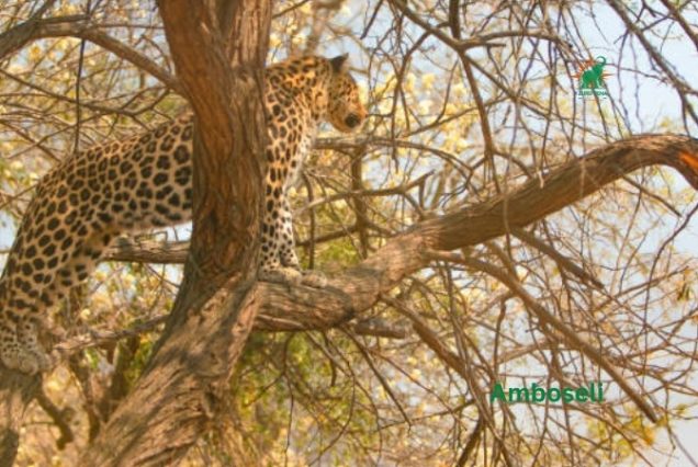 Leopard in Amboseli