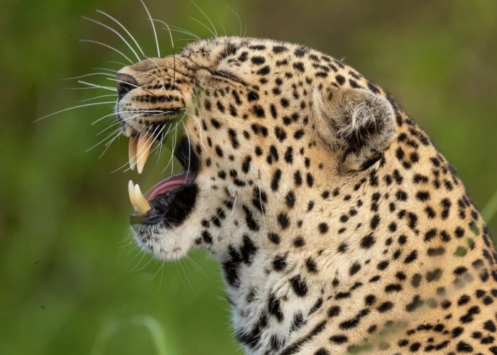Image of a leopard in Serengeti